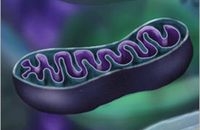 Учёные добились положительных результатов в испытаниях лекарства от старения Учёные добились положительных результатов в испытаниях лекарства от старения